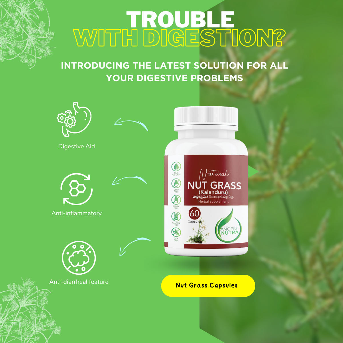 Harnessing the Anti-inflammatory Power of Nut Grass Capsules