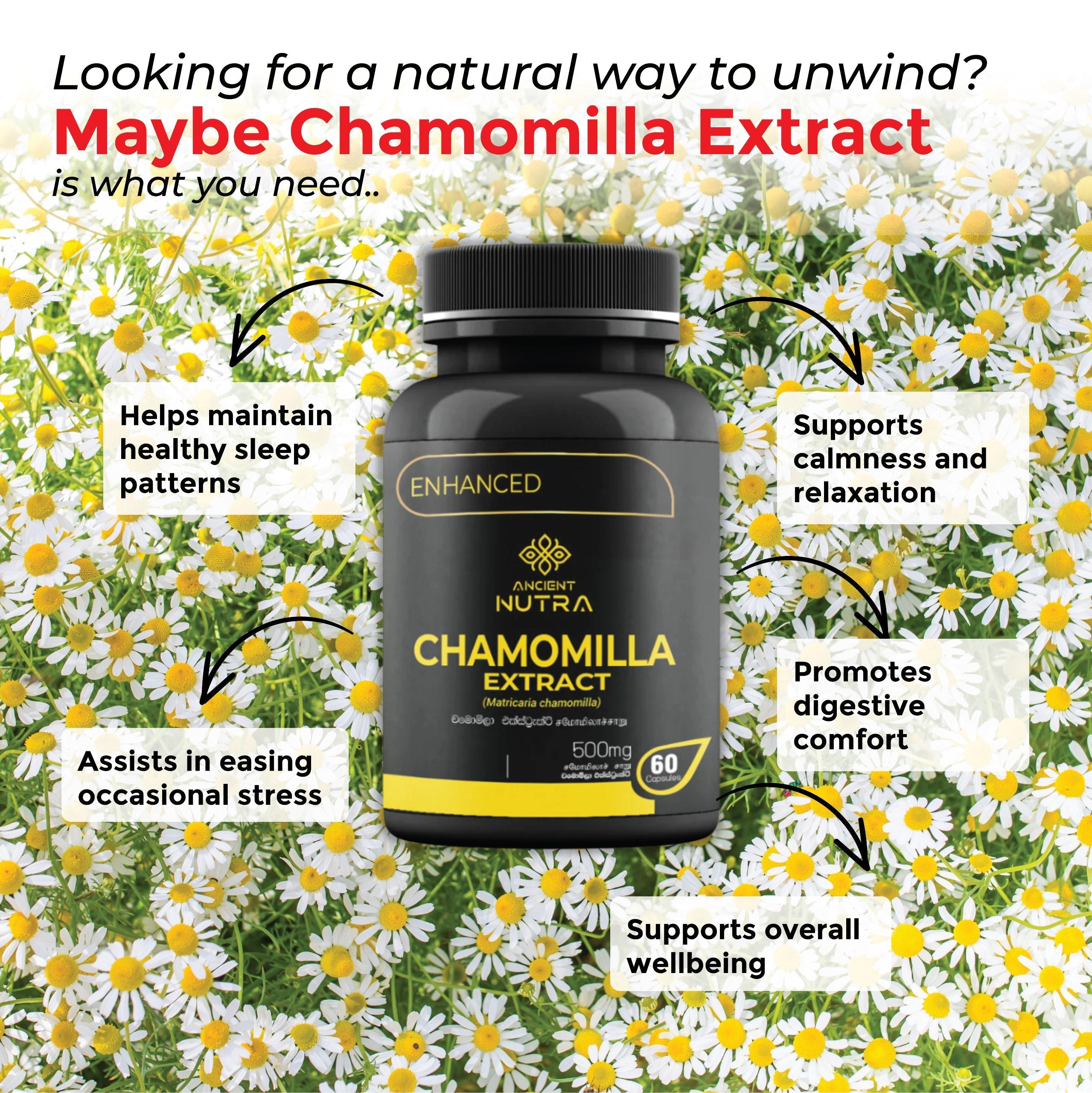 Chamomile Extract Benefits: Daily Natural Sleep & Stress Relief