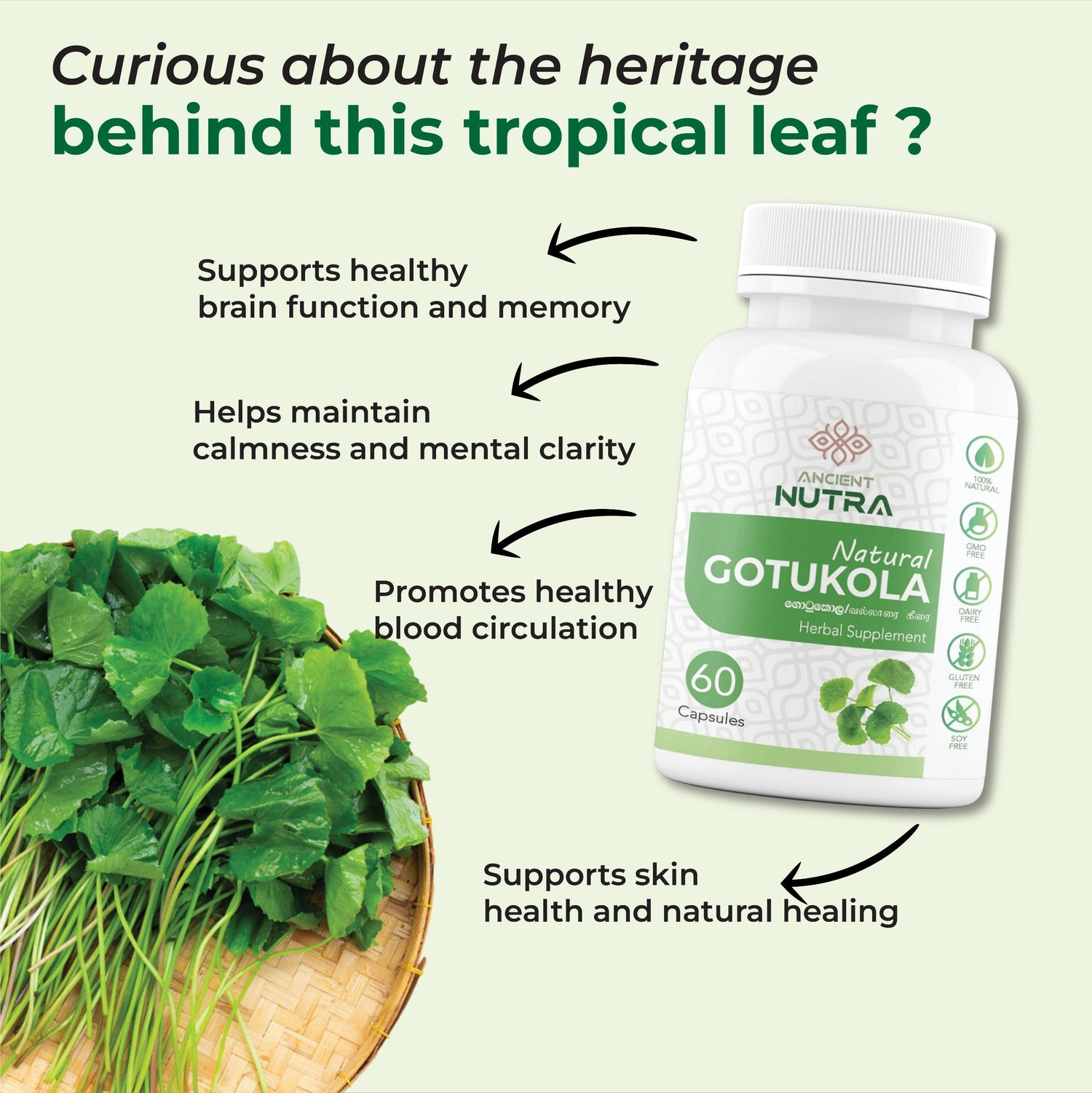 Enhance Your Mind with Ancient Nutra Gotukola Capsules