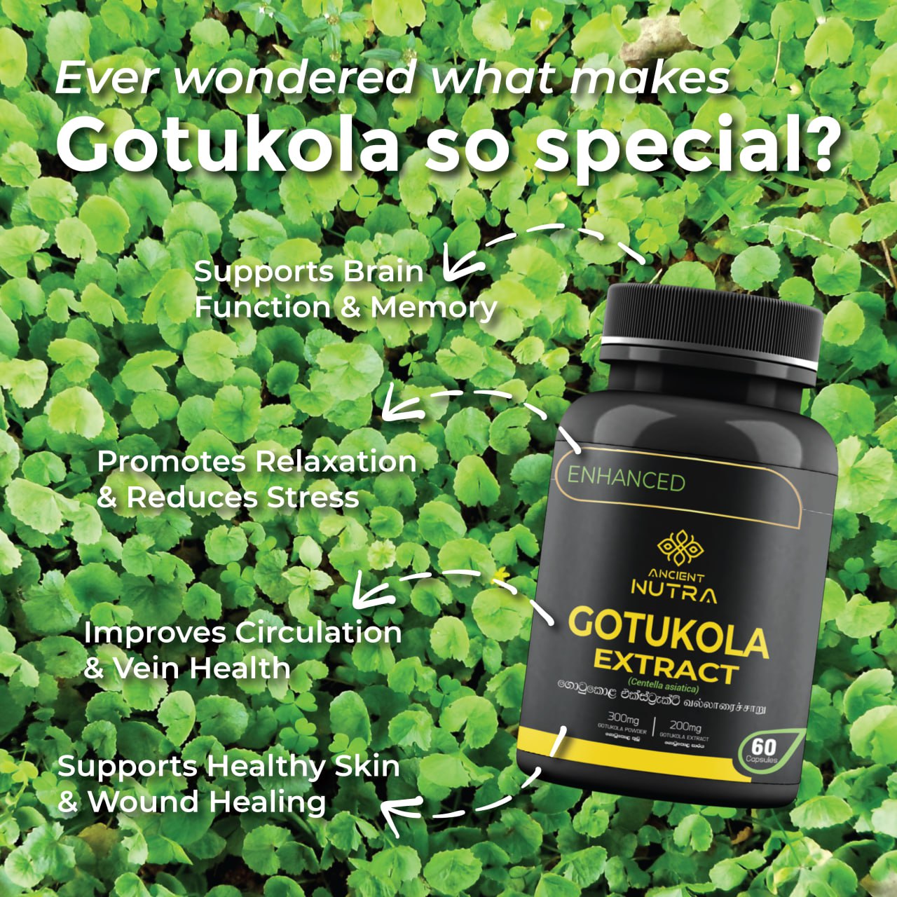 Boost Your Mind and Glow Naturally with Ancient Nutra Gotukola Extract