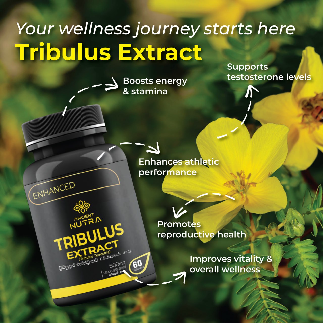 Rediscover your natural energy, balance, and confidence with Ancient Nutra Tribulus Extract