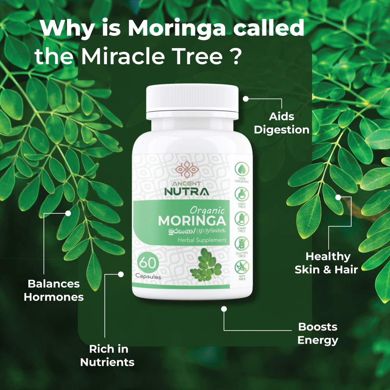 Why Moringa is Called the ‘Miracle Tree’: Secrets of Ancient Wellness Revealed