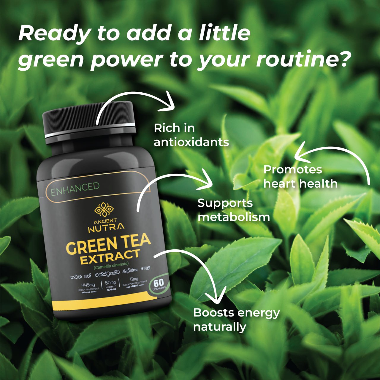 Experience Clean Energy with Ancient Nutra Green Tea Extract