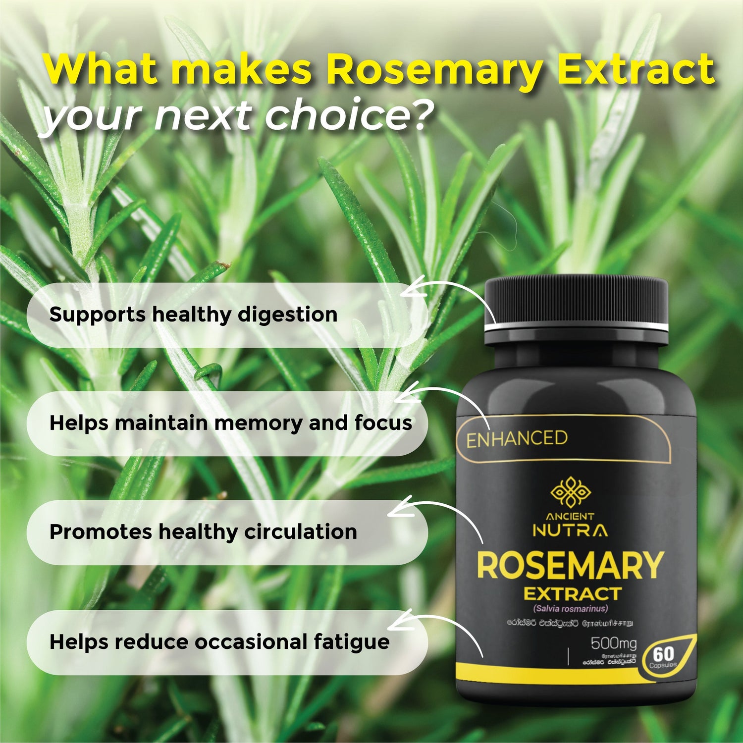 Unlock Your Brain’s Potential with Daily  Ancient Nutra  Rosemary Extract