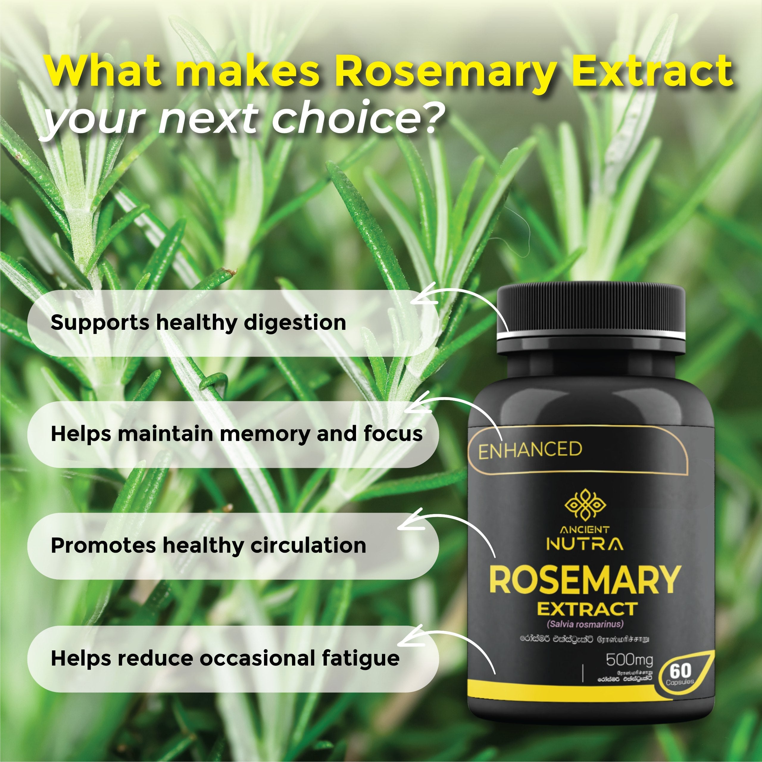 Unlock Your Brain’s Potential with Daily  Ancient Nutra  Rosemary Extract