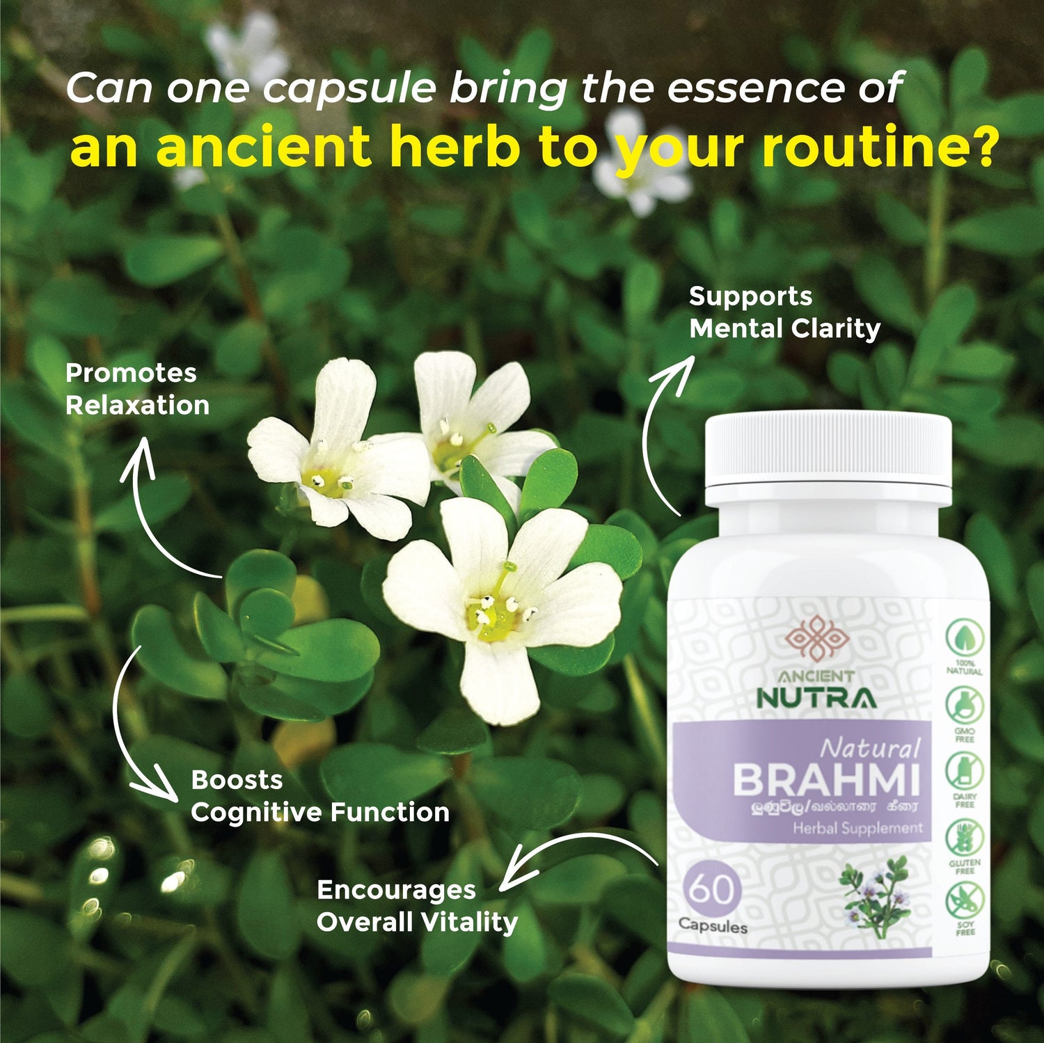 Transform Your Daily Mental Performance with Ancient Nutra Brahmi Capsules (Lunuvila)