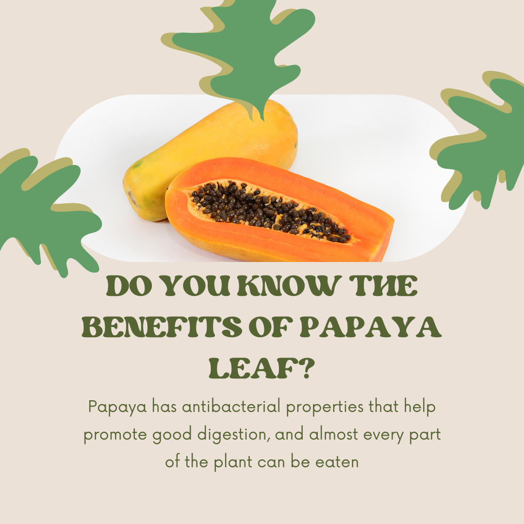 Harnessing the Power of Papaya Leaves: Unraveling the Benefits for Dengue Fever