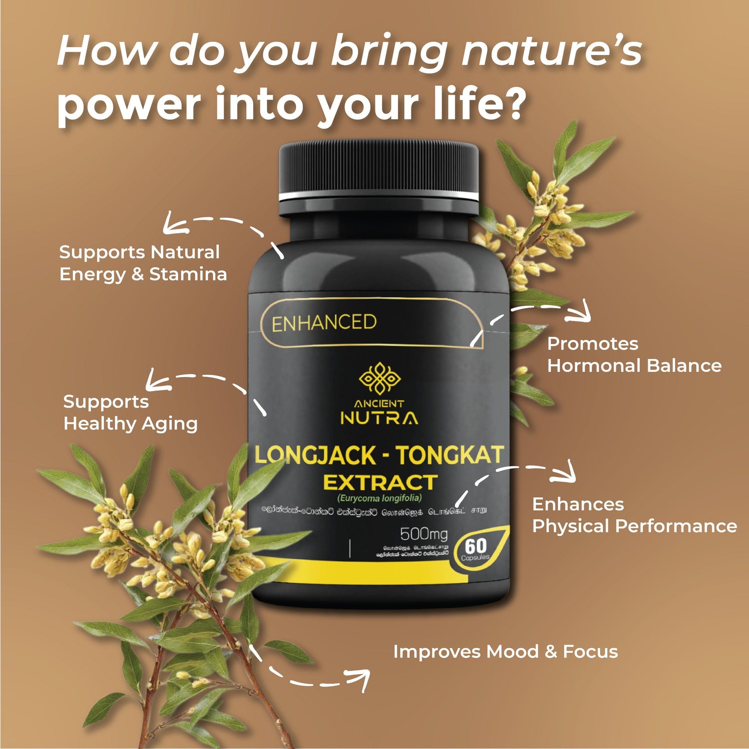 Boost Your Daily Energy and Vitality with Ancient Nutra  Longjack-Tongkat Extract Capsules