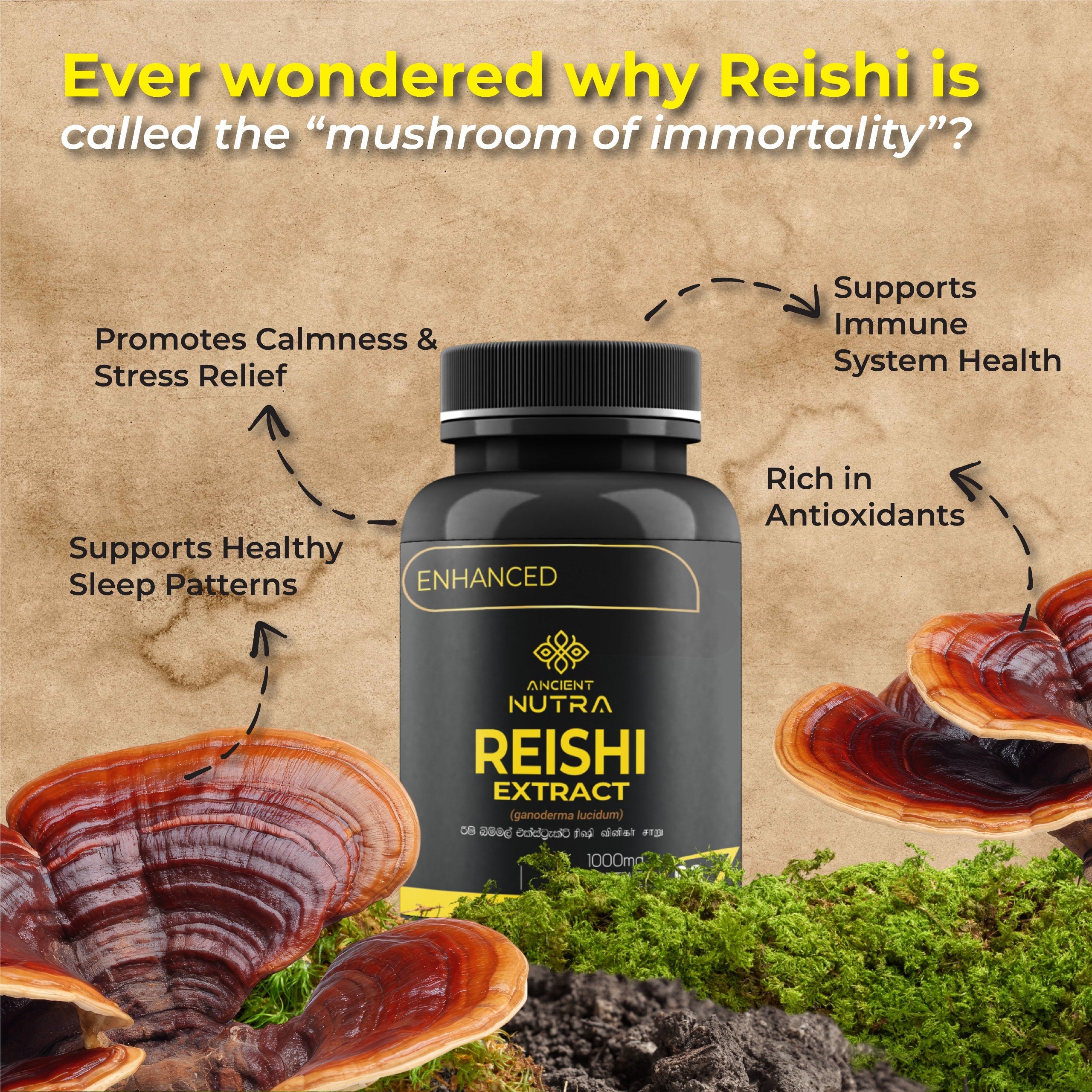 Transform Your Daily Wellness with Ancient Nutra Reishi Extract Capsules
