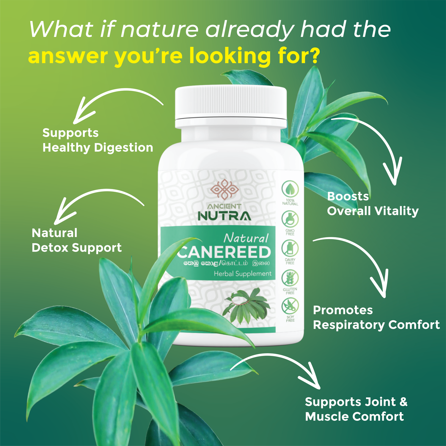 Balance Your Blood Sugar Naturally with Ancient Nutra Thebu (Canereed)