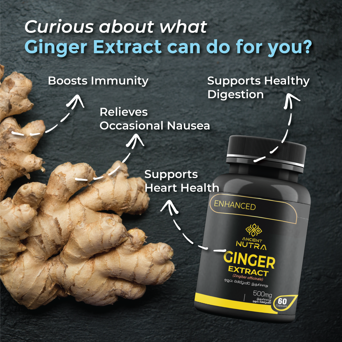 Ginger Extract for Digestion and Immunity Support