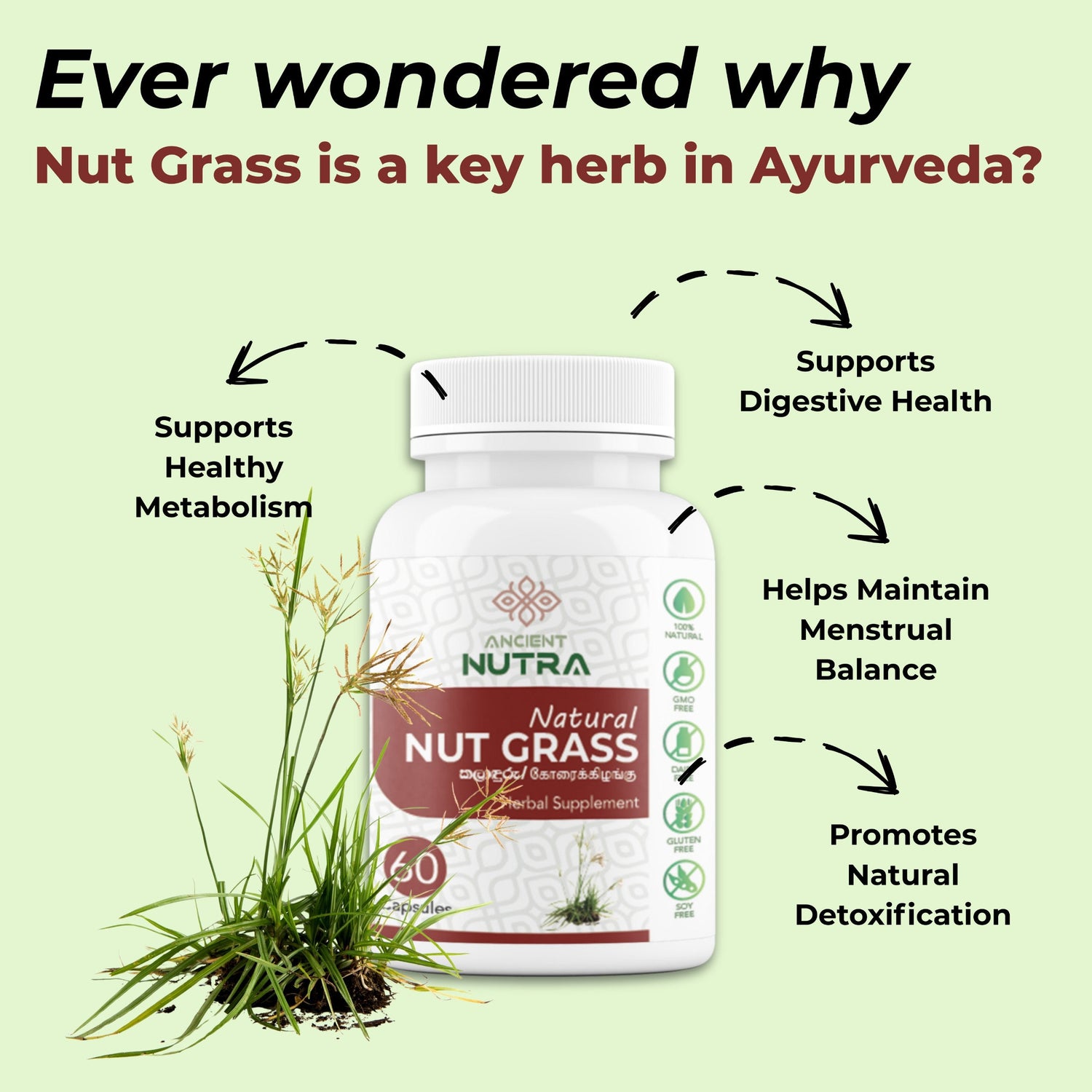 Support Digestion, Weight Balance &amp; Daily Wellness with Ancient Nutra Nut Grass Capsules
